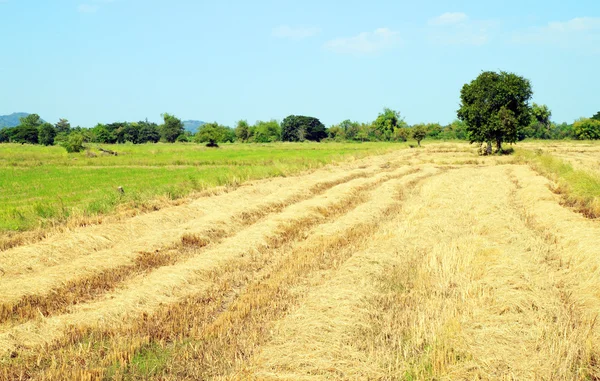 Paja por producto del campo de arroz —  Fotos de Stock