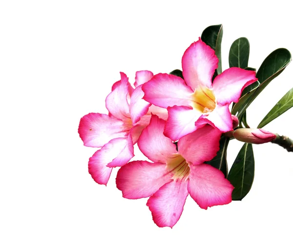 Deserto rosa flores no fundo branco — Fotografia de Stock
