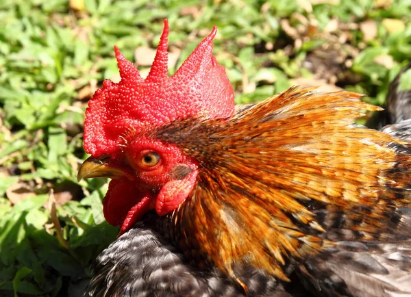 Clode-up Thai bantam chicken in field — Stock Photo, Image