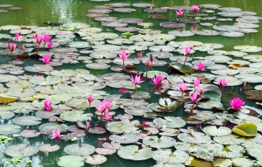 Lotus gölet manzarası