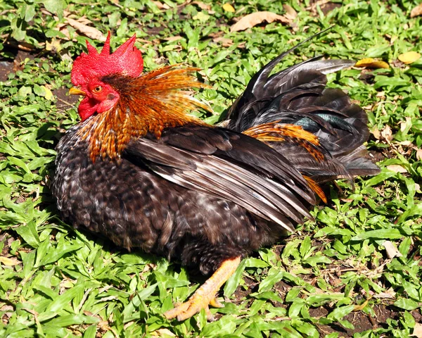 Thai bantam chicken in field — Stock Photo, Image