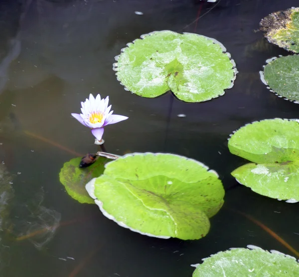 Violet lotus op de rivier — Stockfoto