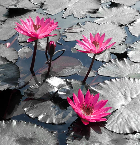 Vesi lilja lootus kukka ja lehdet — kuvapankkivalokuva