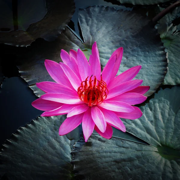 PInk lotus на річці — стокове фото