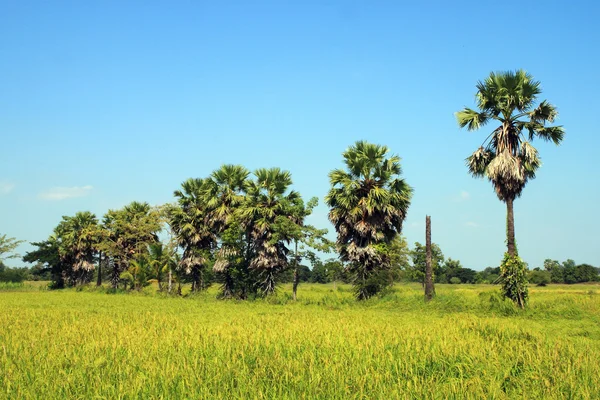 Socker palmer i fältet, thailand — Stockfoto