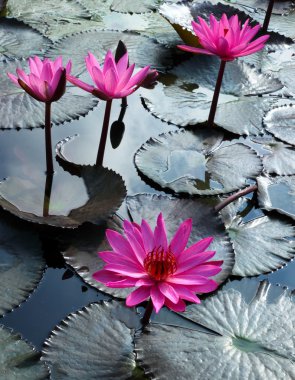 Nilüfer lotus çiçeği ve yaprağı