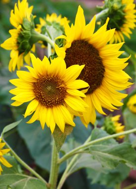 Tarlada ayçiçekleri