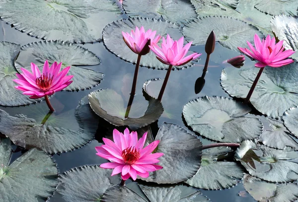 Waterlelie lotusbloem en bladeren — Stockfoto