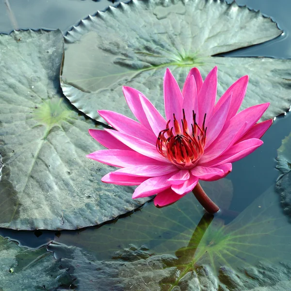 河上的粉红莲花 — 图库照片