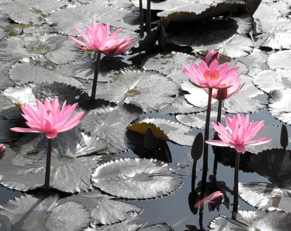 Waterlelie lotusbloem en bladeren — Stockfoto
