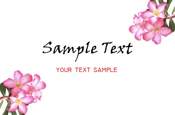 Adenium flower bacdgroun for your text — Stock Photo, Image