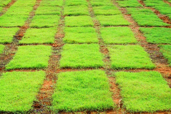 Pasto — Foto de Stock