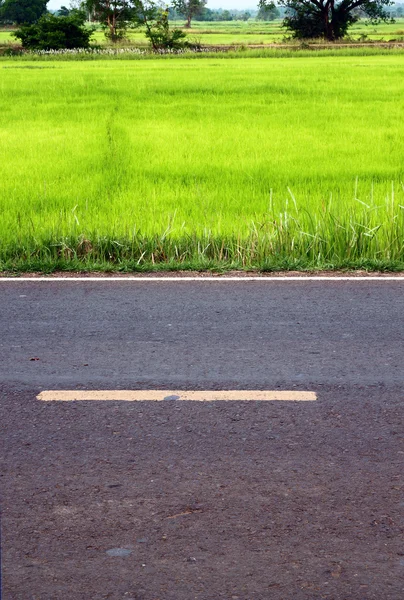 Ülke yan yol ve pirinç alanında — Stok fotoğraf
