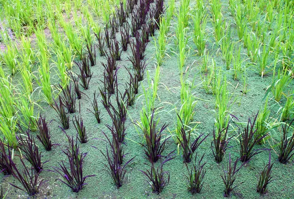 Cultivo de arroz pegajoso bebé en agua —  Fotos de Stock