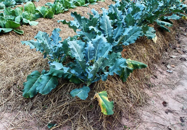 Chinese kale vegetable at a farm — Stock Photo, Image