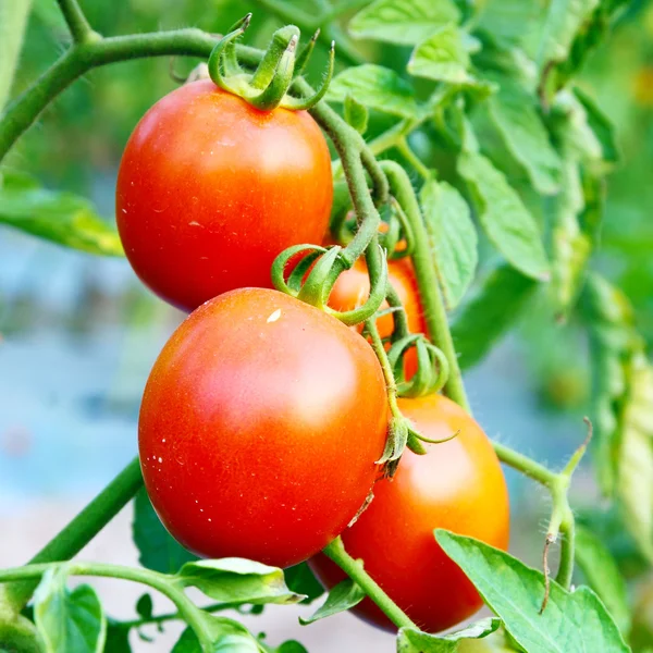 Close up of fresh red tomatoes still on the plant — Stock Photo, Image