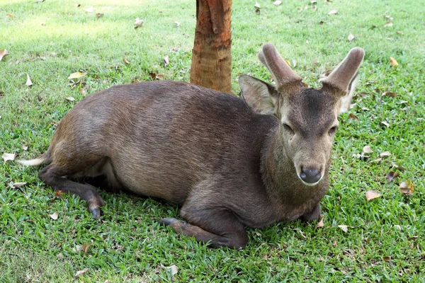 緑の芝生で休んで鹿 — ストック写真