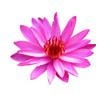 beyaz zemin üzerinde pembe lotus