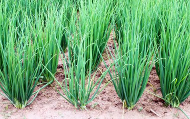 soğan plantasyon içinde sebze bahçesi