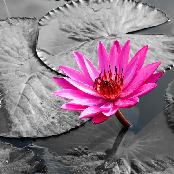 Rosa Lotus auf dem Fluss — Stockfoto