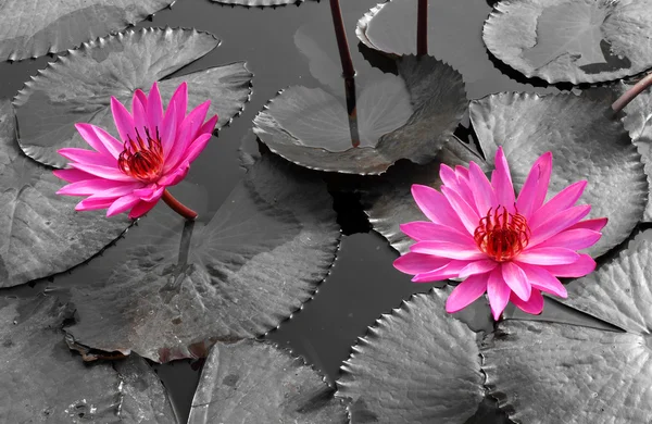 Růžový lotos na řece — Stock fotografie