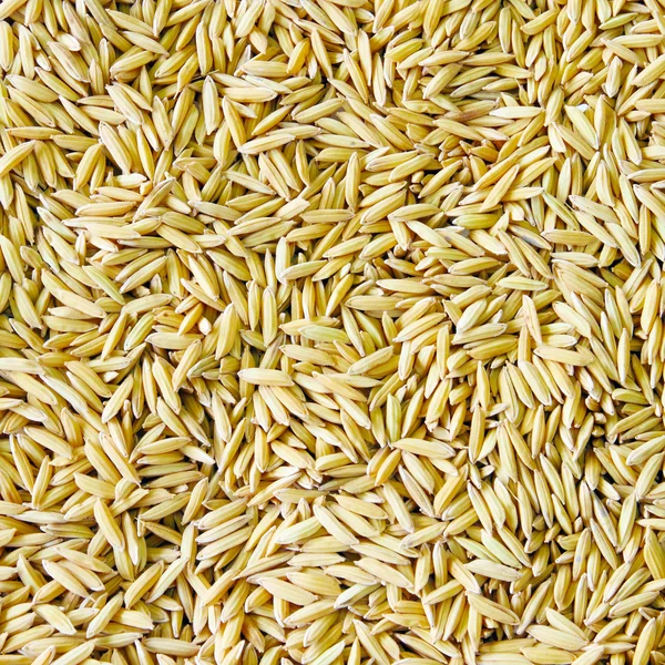 Texture of paddy rice — Stock Photo, Image