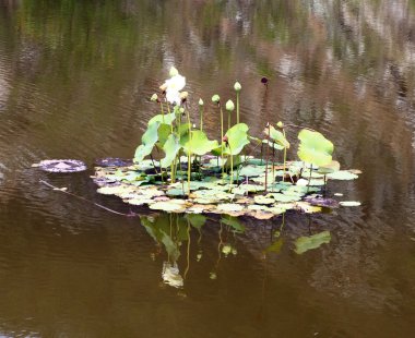 Lotus çiçeği Nehri üzerinde