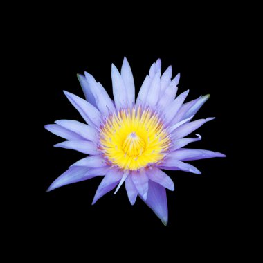 siyah arka plan üzerine çiçek mavi lotus