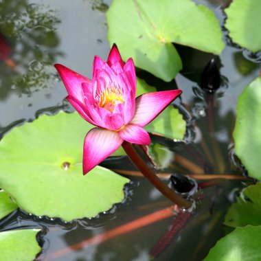pembe lotus Lotus gölet üzerinde çiçeklenme