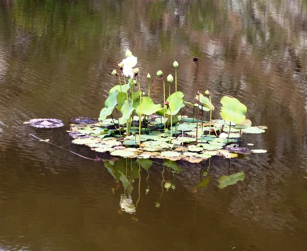 Lotusblomma på floden — Stockfoto
