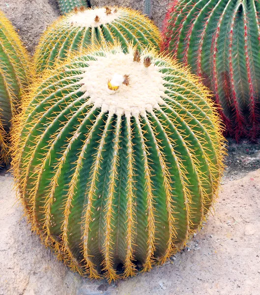 Cactus gigantes en Nong Nooch Tropical Botanical Garden, Pattaya, T —  Fotos de Stock