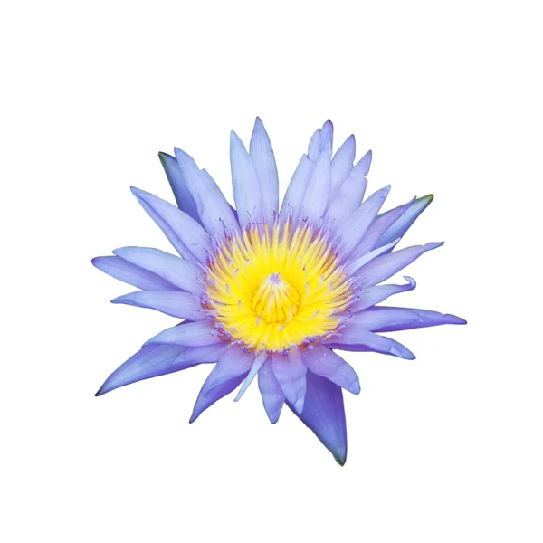 Der blühende blaue Lotus auf weißem Hintergrund — Stockfoto