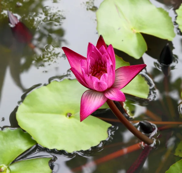 Pink lotus blooming on lotus pond — Stock Photo, Image