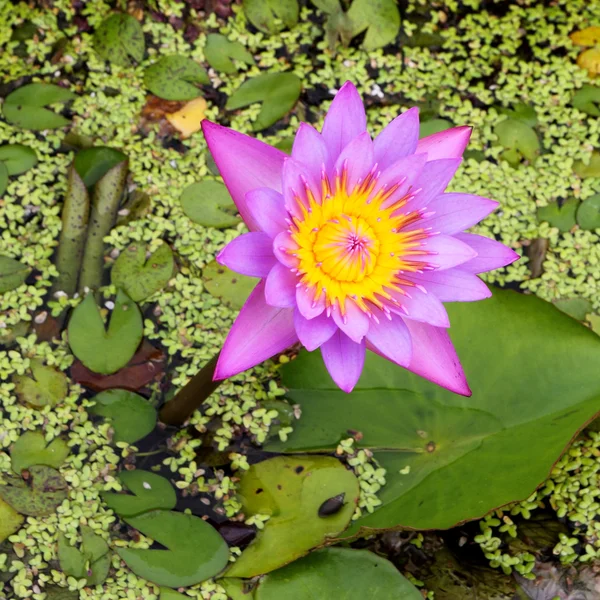 De lotus bloeien op lotus vijver — Stockfoto