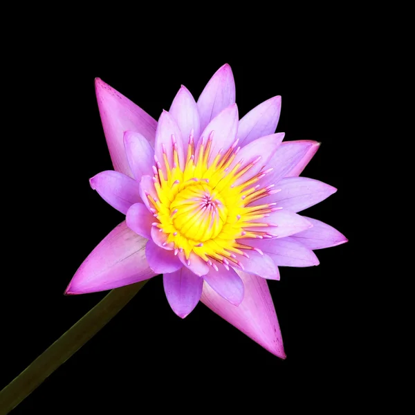 Der Lotus blüht auf schwarzem Hintergrund — Stockfoto