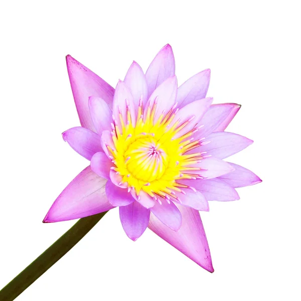 Der Lotus blüht auf weißem Hintergrund — Stockfoto