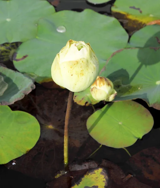 Lotus çiçek tomurcuğu — Stok fotoğraf