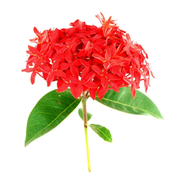 Ixora Blume auf weißem Hintergrund — Stockfoto