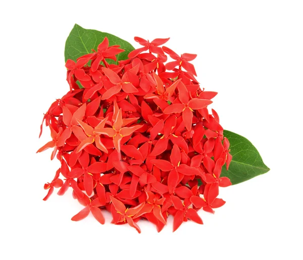 Ixora Blume auf weißem Hintergrund — Stockfoto