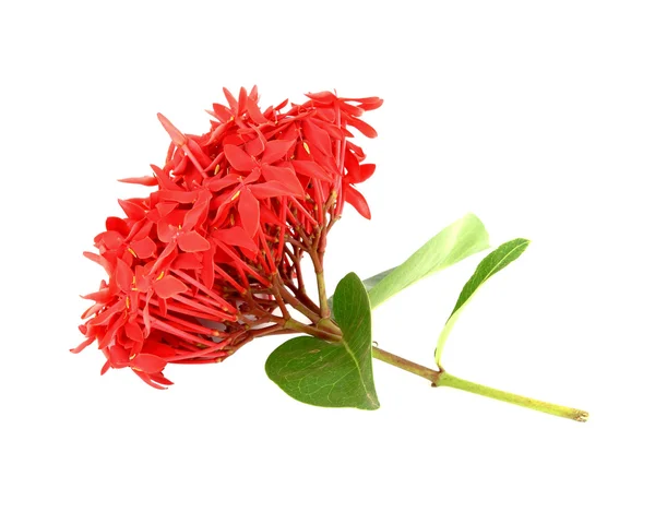 Ixora Blume auf weißem Hintergrund — Stockfoto