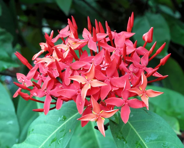 Dzsungel muskátli (Ixora coccinea). Piros szín — Stock Fotó