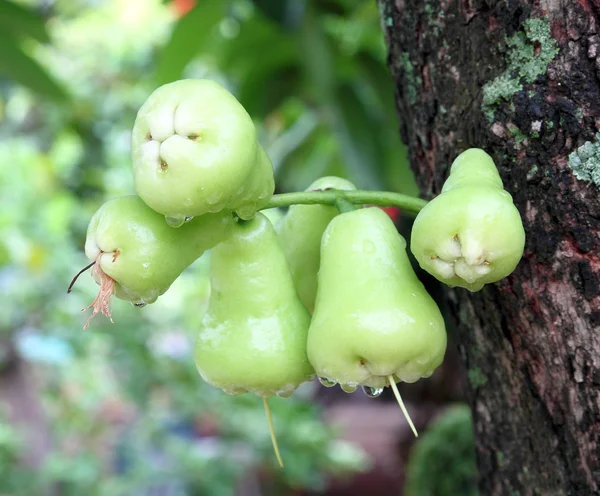 Grüne Rose Apfel oder Chomphu auf dem Baum — Stockfoto