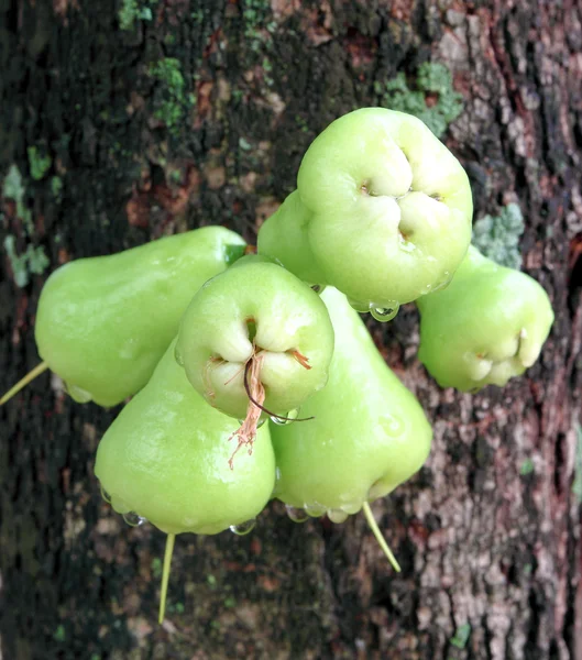 Green rose apple or chomphu on the tree — Stock Photo, Image