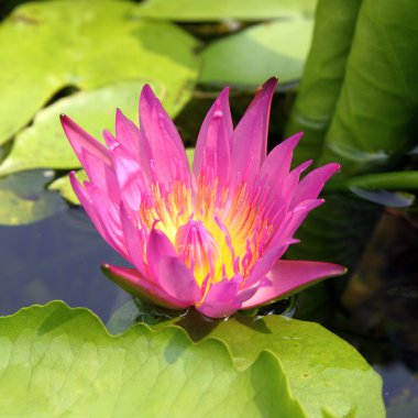 pembe lotus çiçek çiçeklenme yaz