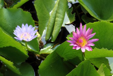 pembe ve mavi lotus Lotus pond çiçeklenme