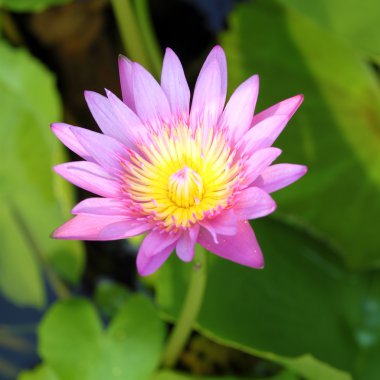 doğal gölet Pembe çiçek lotus