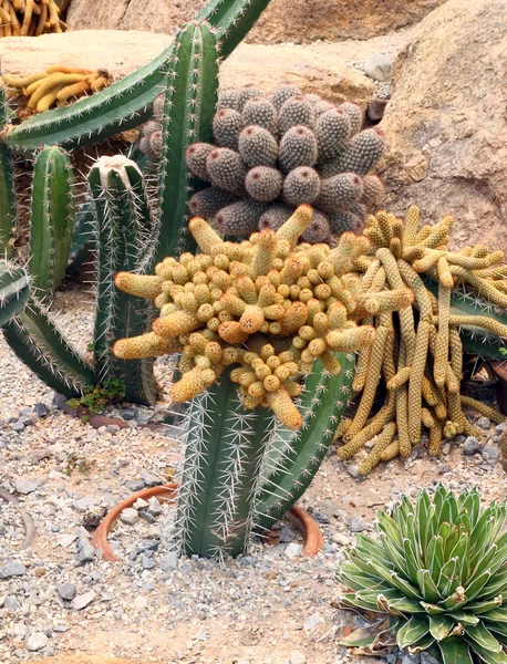 Cactus en Nong Nooch Jardín Botánico Tropical, Pattaya, Tailandés —  Fotos de Stock