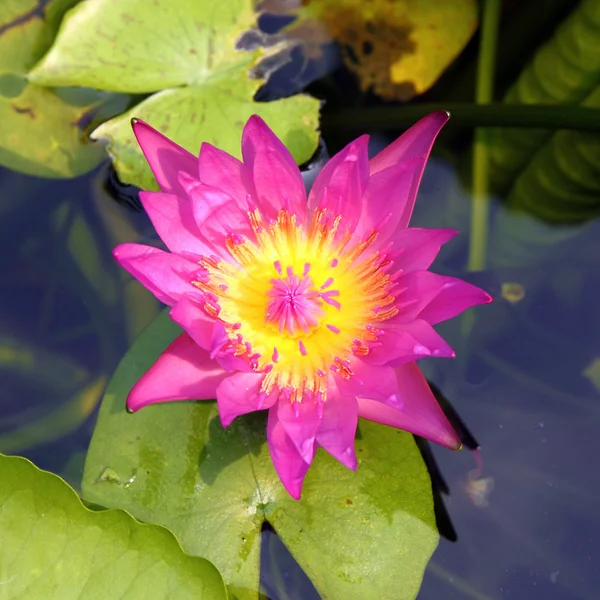 Roze lotusbloem bloeien op zomer — Stockfoto