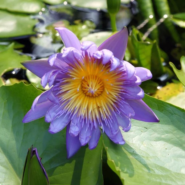 De bloeiende paarse lotus in de natuurlijke vijver — Stockfoto