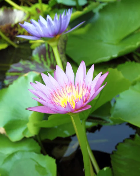 Pink lotus blooming with blue lotus background — Stock Photo, Image